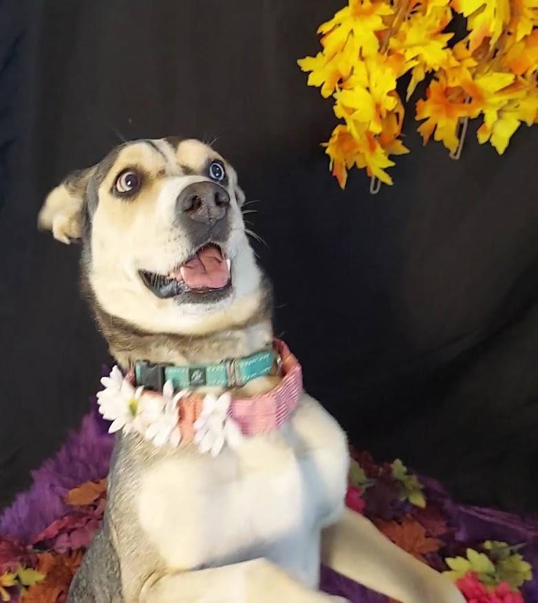 Kokomo, a Adoptable mixed breed in Salt Lake City, UT image 5/5