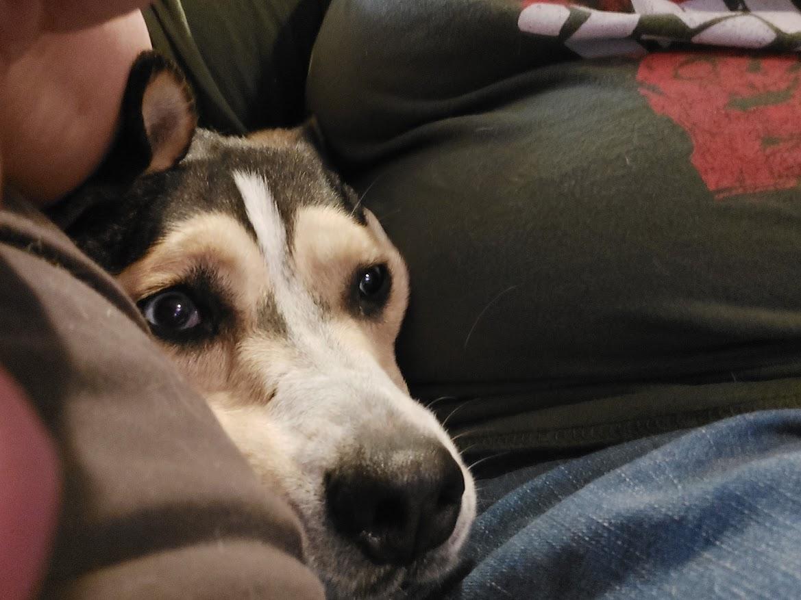 Enlarge Kokomo, a Adoptable mixed breed in Salt Lake City, UT image 6/6