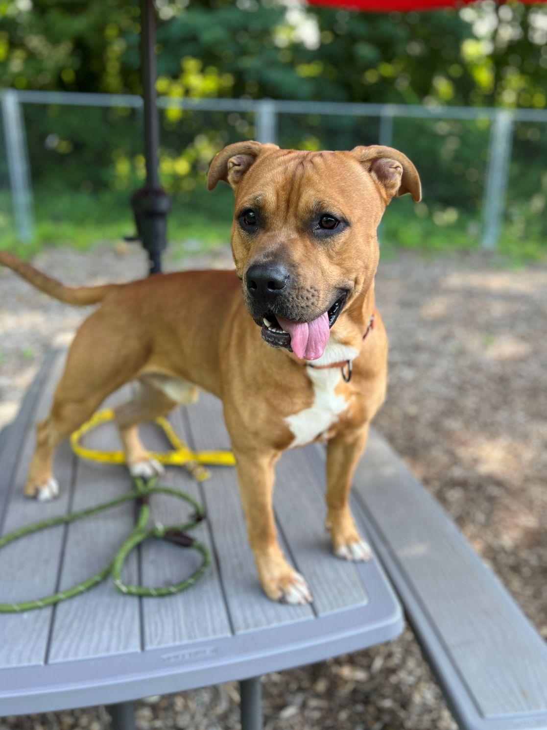 Wheezy, Adoptable, Young Male Pit Bull Terrier.