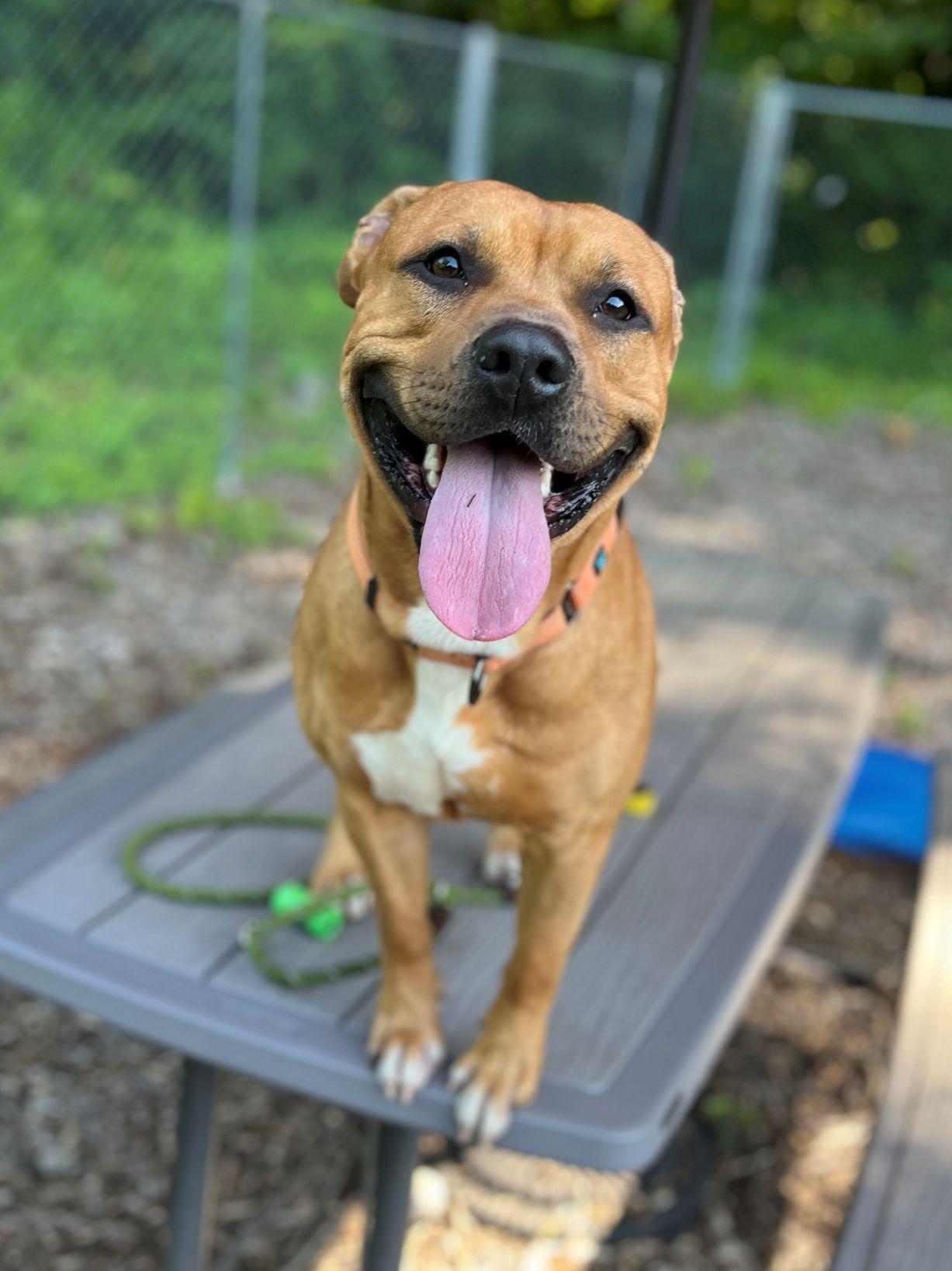 Enlarge Wheezy, a Adoptable mixed breed in East Hartford, CT image 2/4