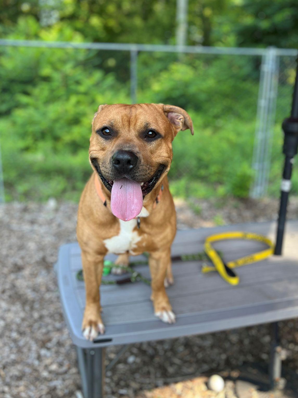 Enlarge Wheezy, a Adoptable mixed breed in East Hartford, CT image 3/4