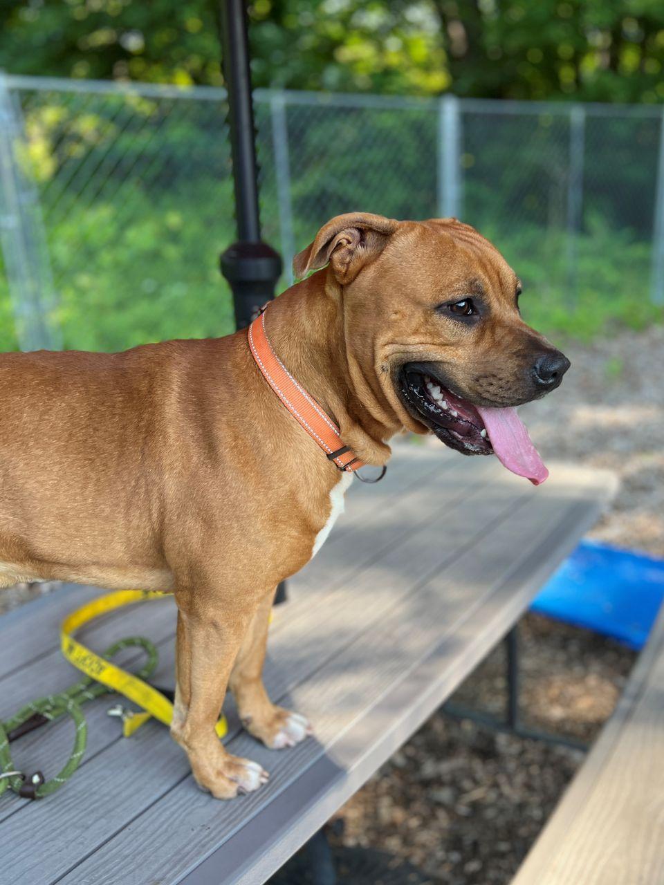 Enlarge Wheezy, a Adoptable mixed breed in East Hartford, CT image 4/4