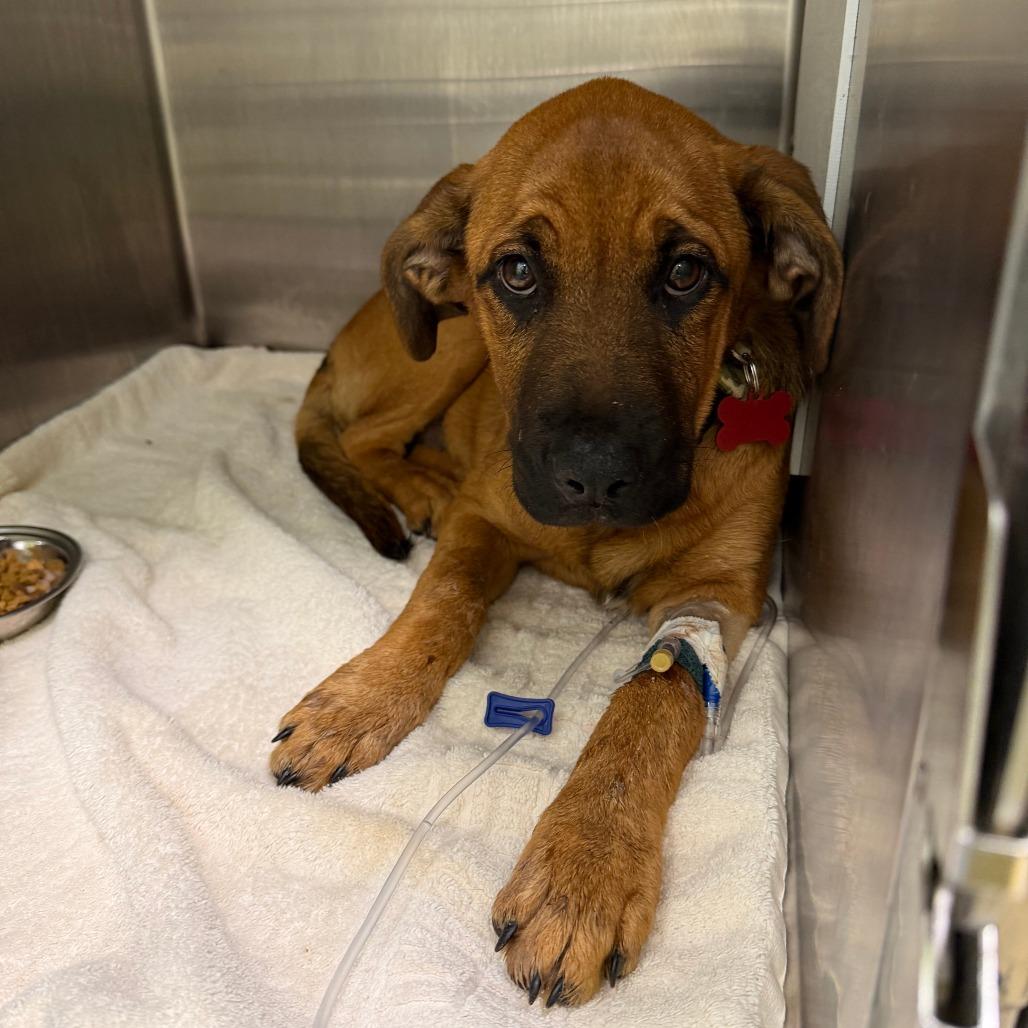 Violet, Adoptable, Puppy Female Labrador Retriever & Mixed Breed.