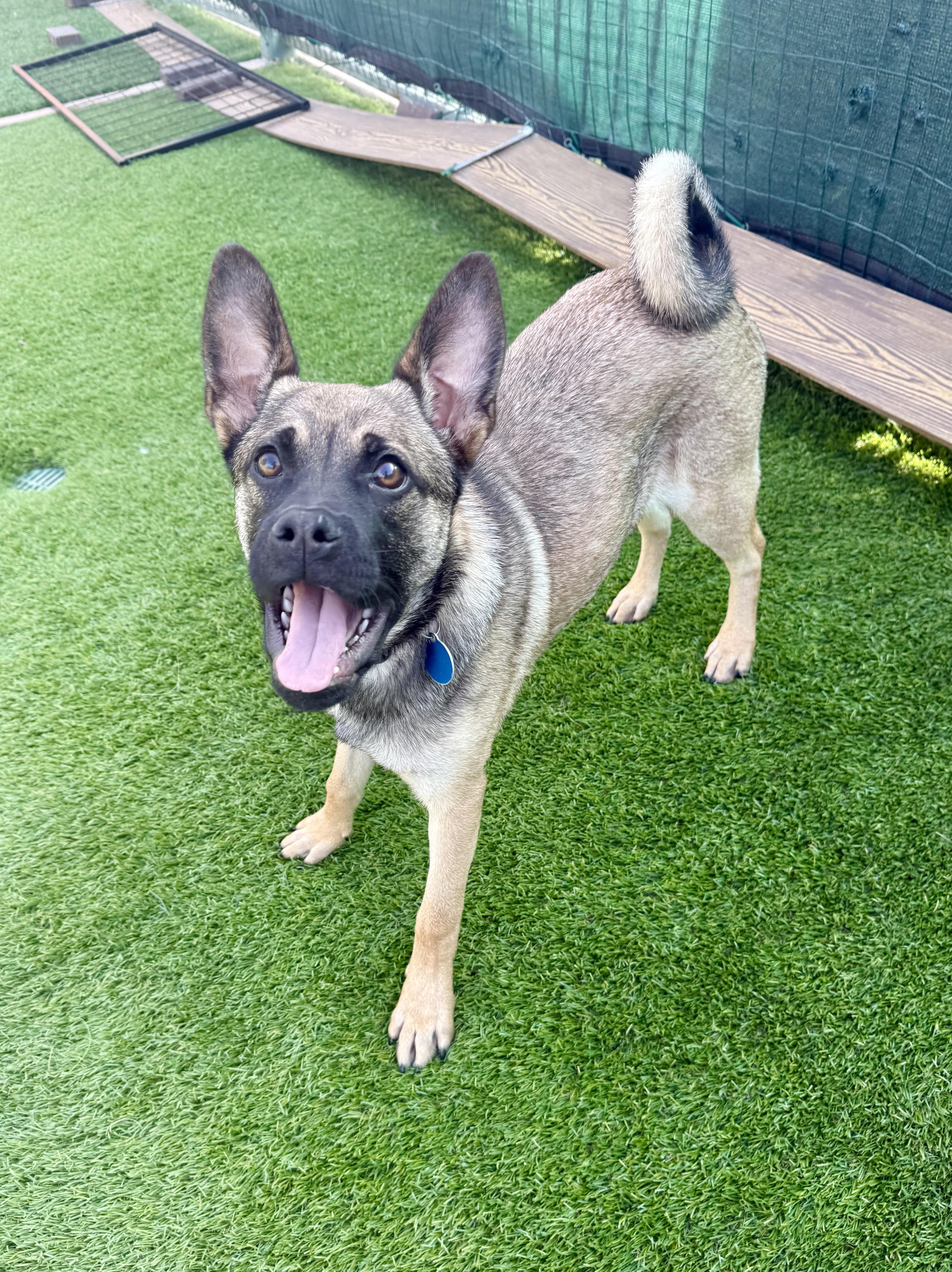 Enlarge Daria, a ADOPTABLE mixed breed in Agoura Hills, CA image 3/3