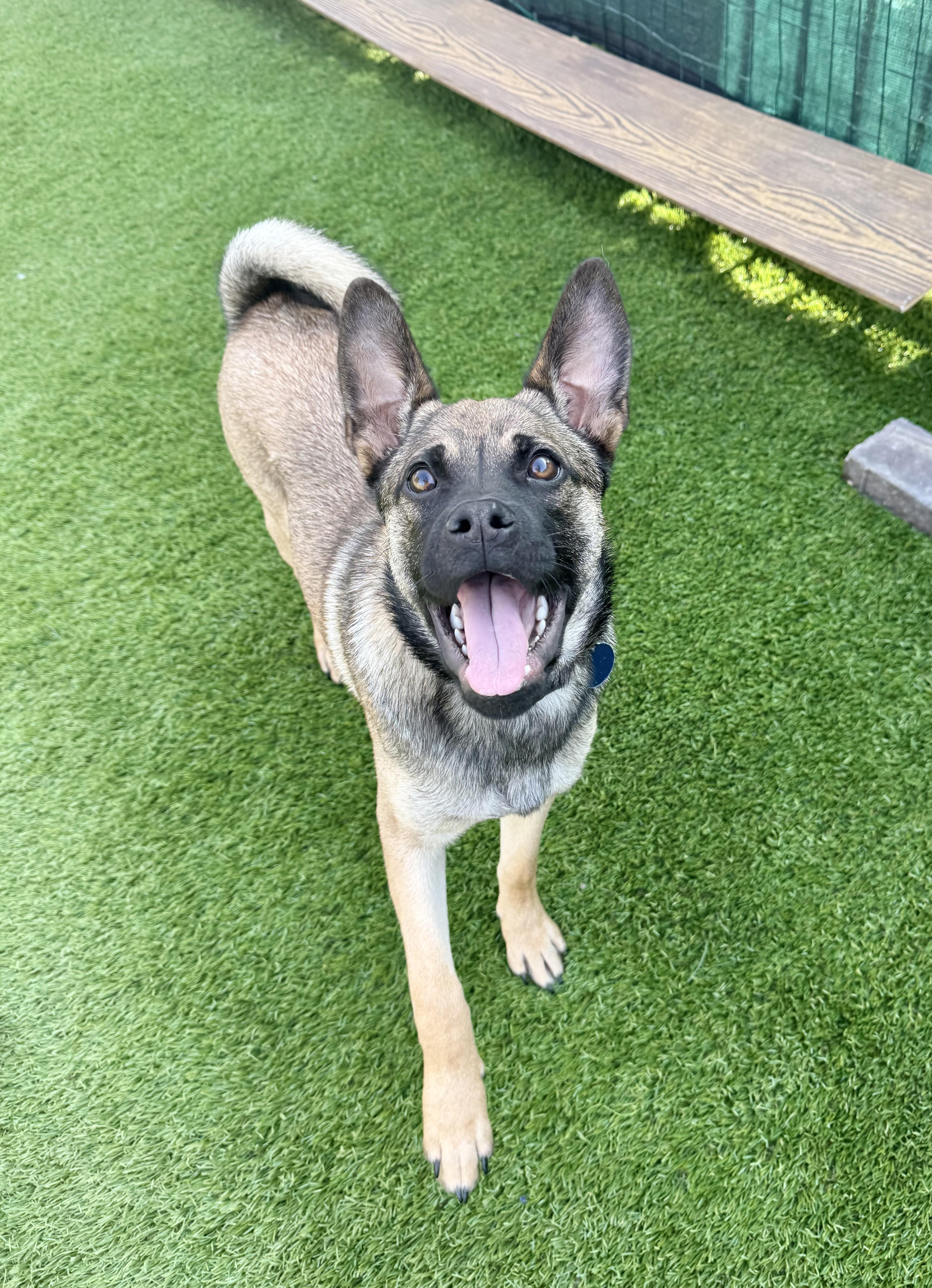 Enlarge Daria, a ADOPTABLE mixed breed in Agoura Hills, CA image 1/3