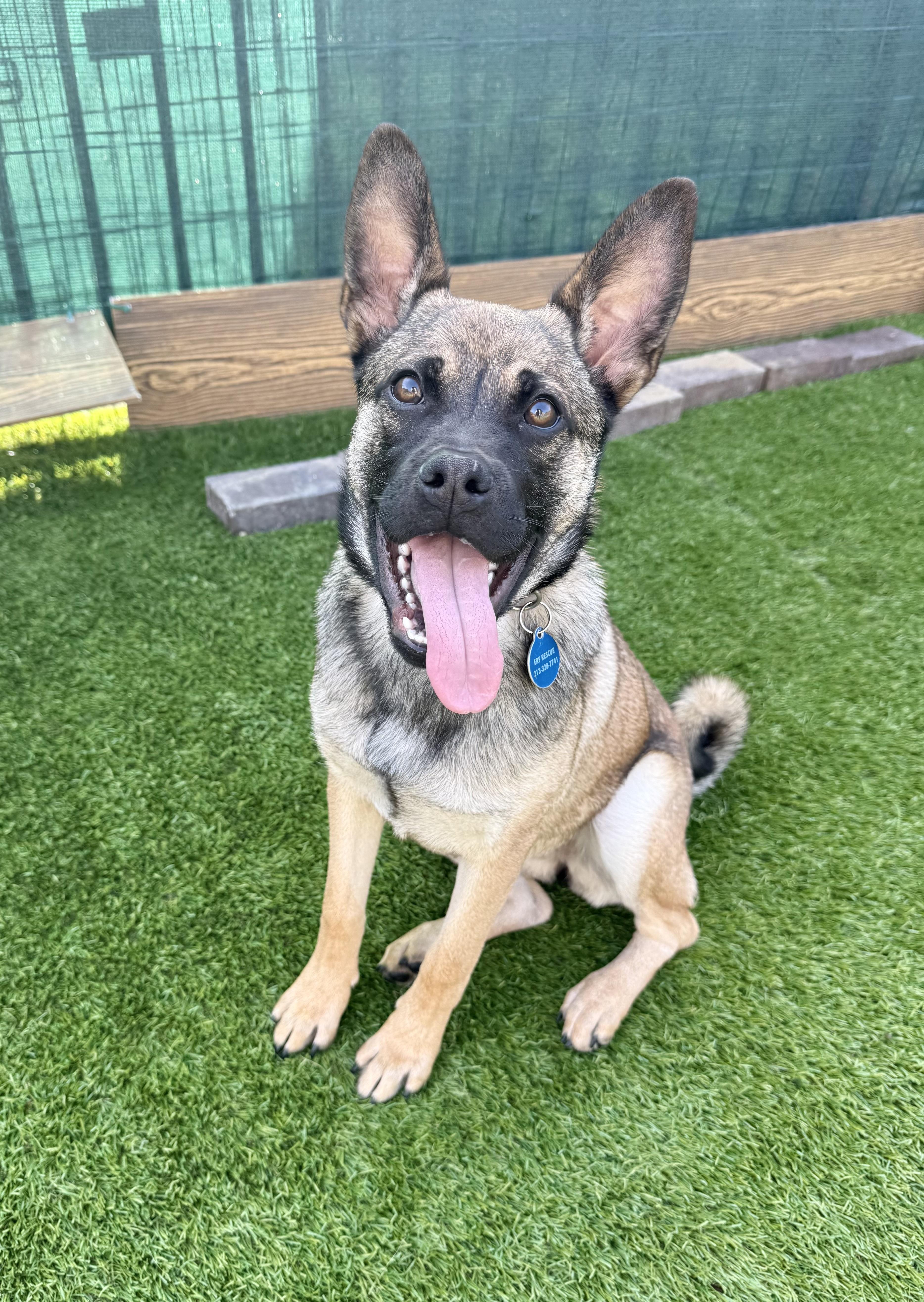 Enlarge Daria, a ADOPTABLE mixed breed in Agoura Hills, CA image 2/3