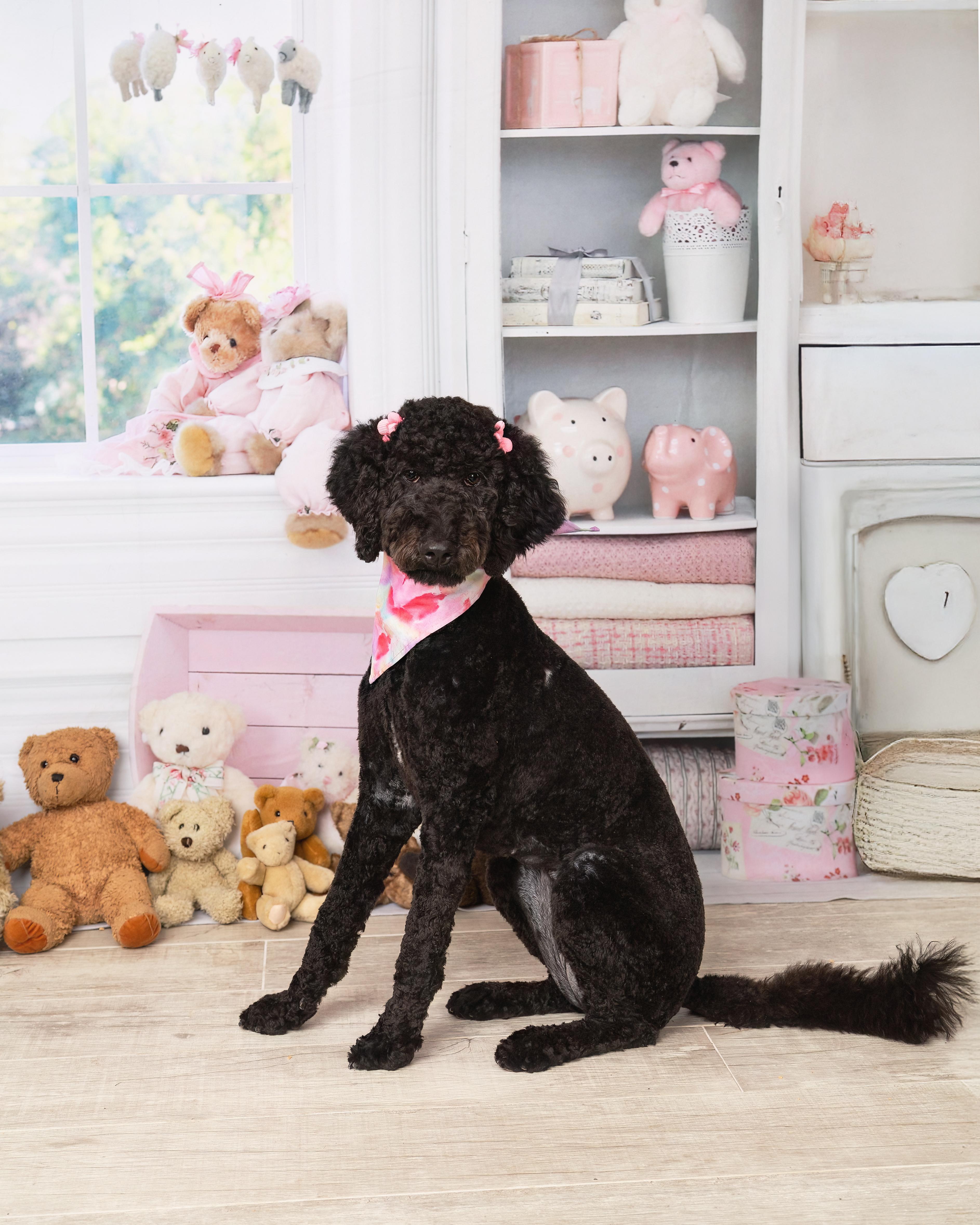 Enlarge Lena, a Adopted Labradoodle in Denton, TX image 5/6