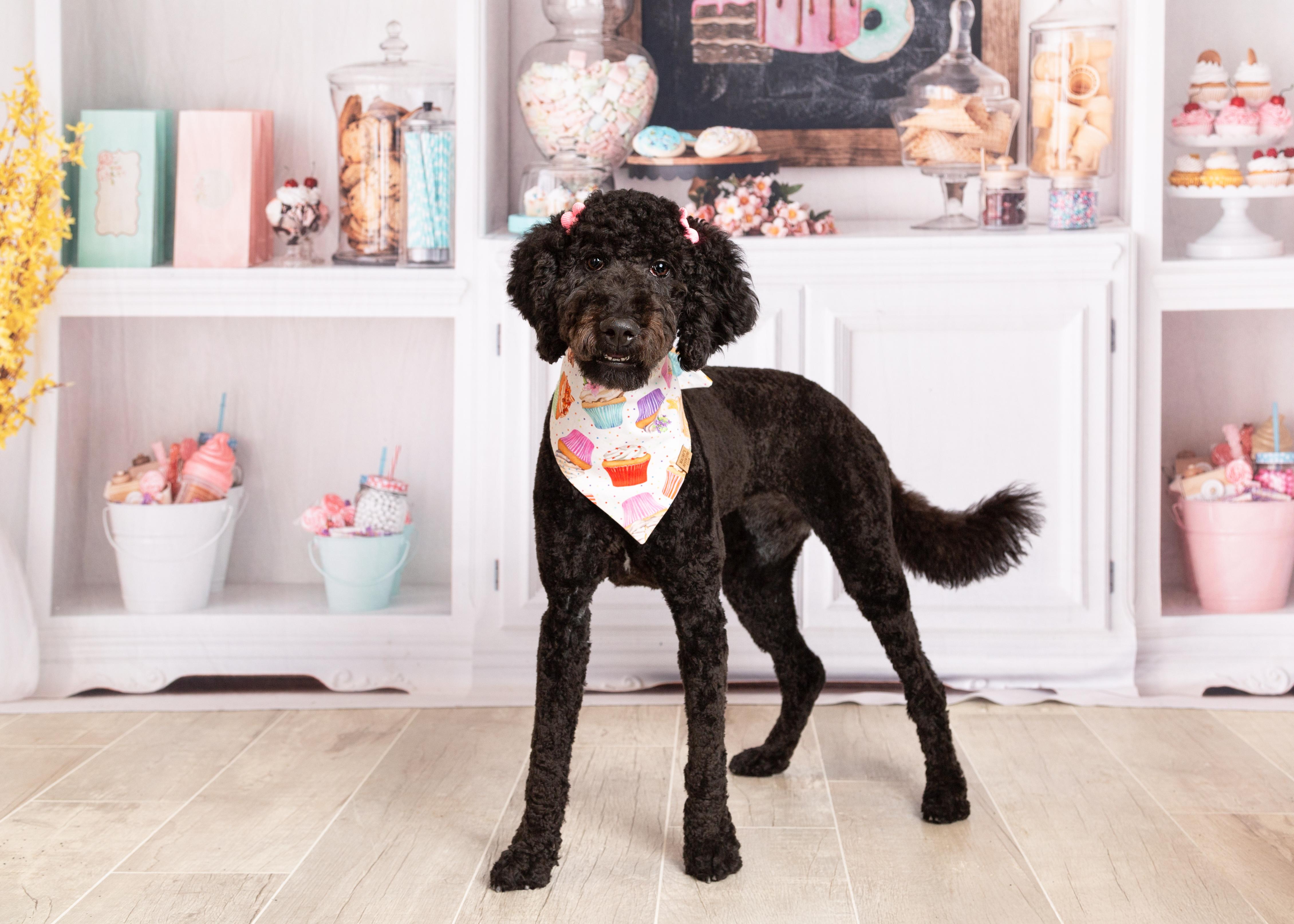 Enlarge Lena, a Adopted Labradoodle in Denton, TX image 2/6