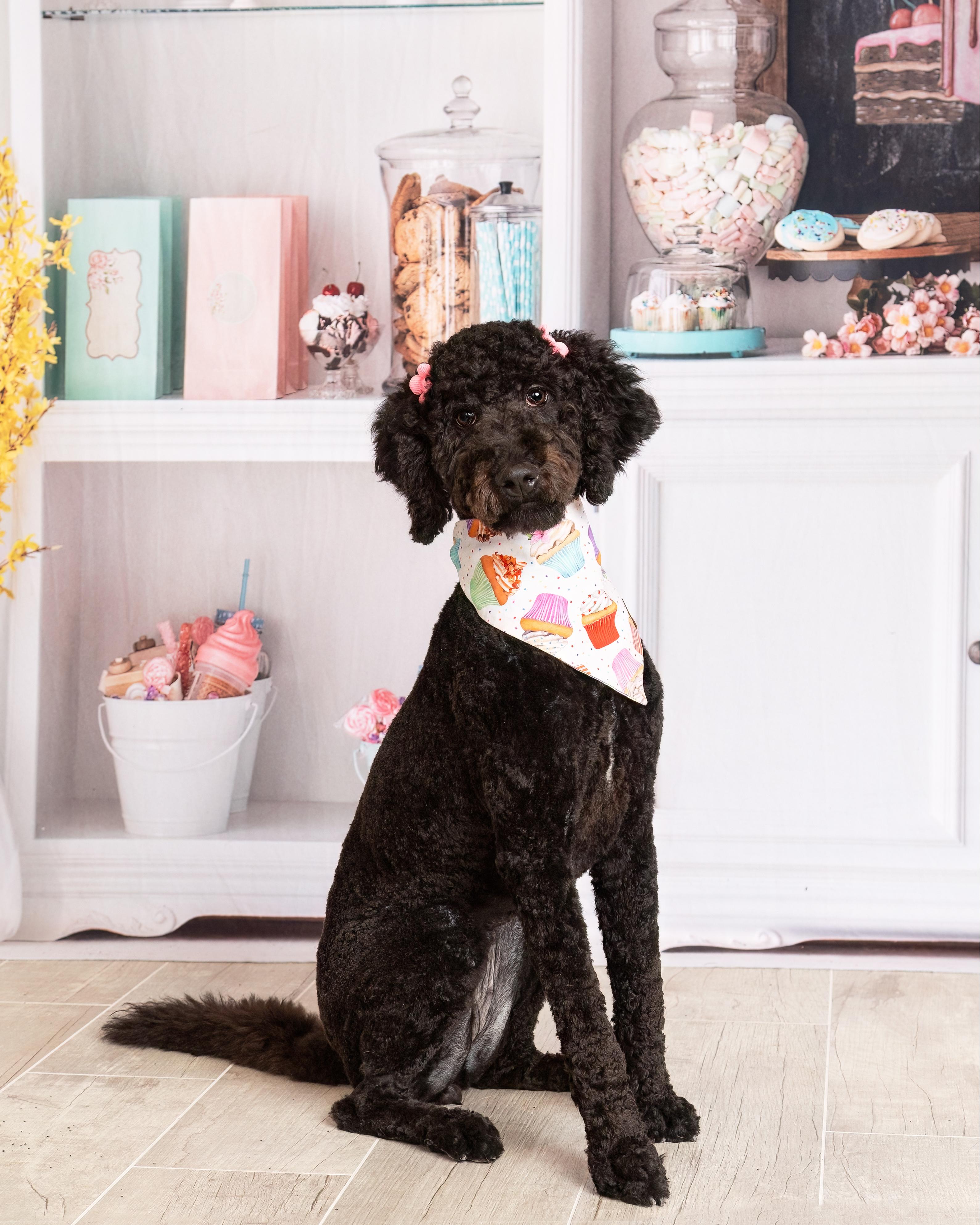 Enlarge Lena, a Adopted Labradoodle in Denton, TX image 6/6