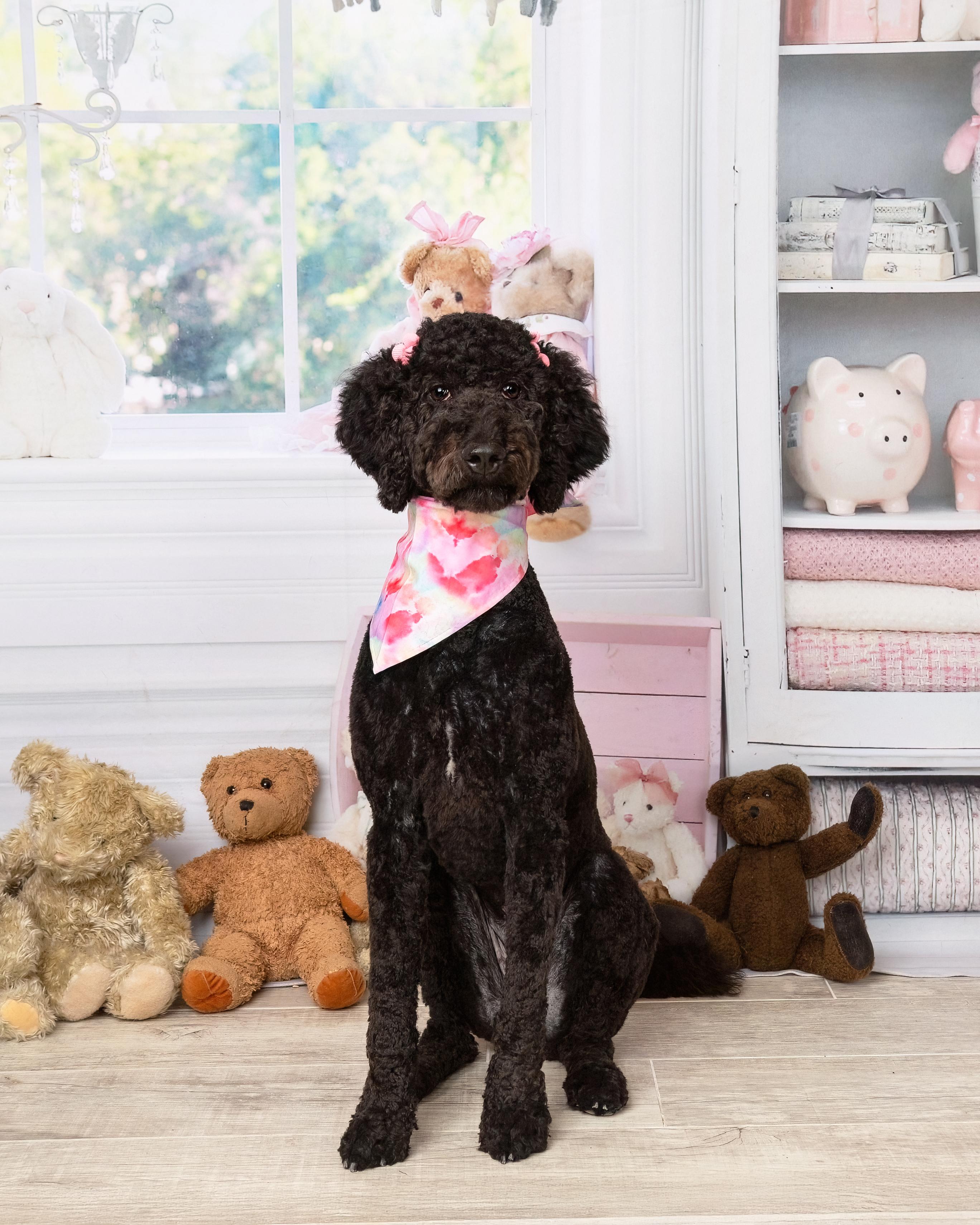 Enlarge Lena, a Adopted Labradoodle in Denton, TX image 3/6