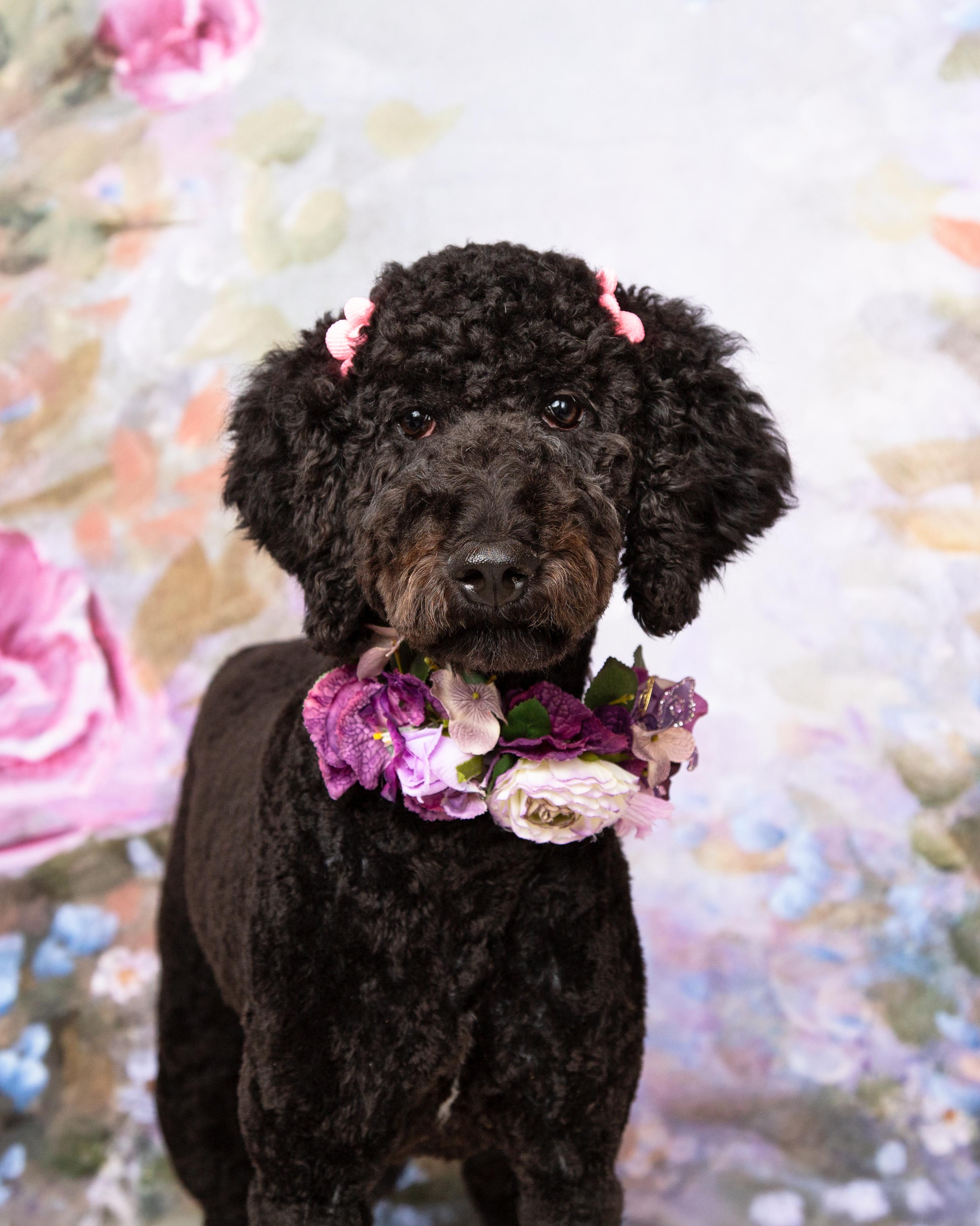 Enlarge Lena, a Adopted Labradoodle in Denton, TX image 4/6