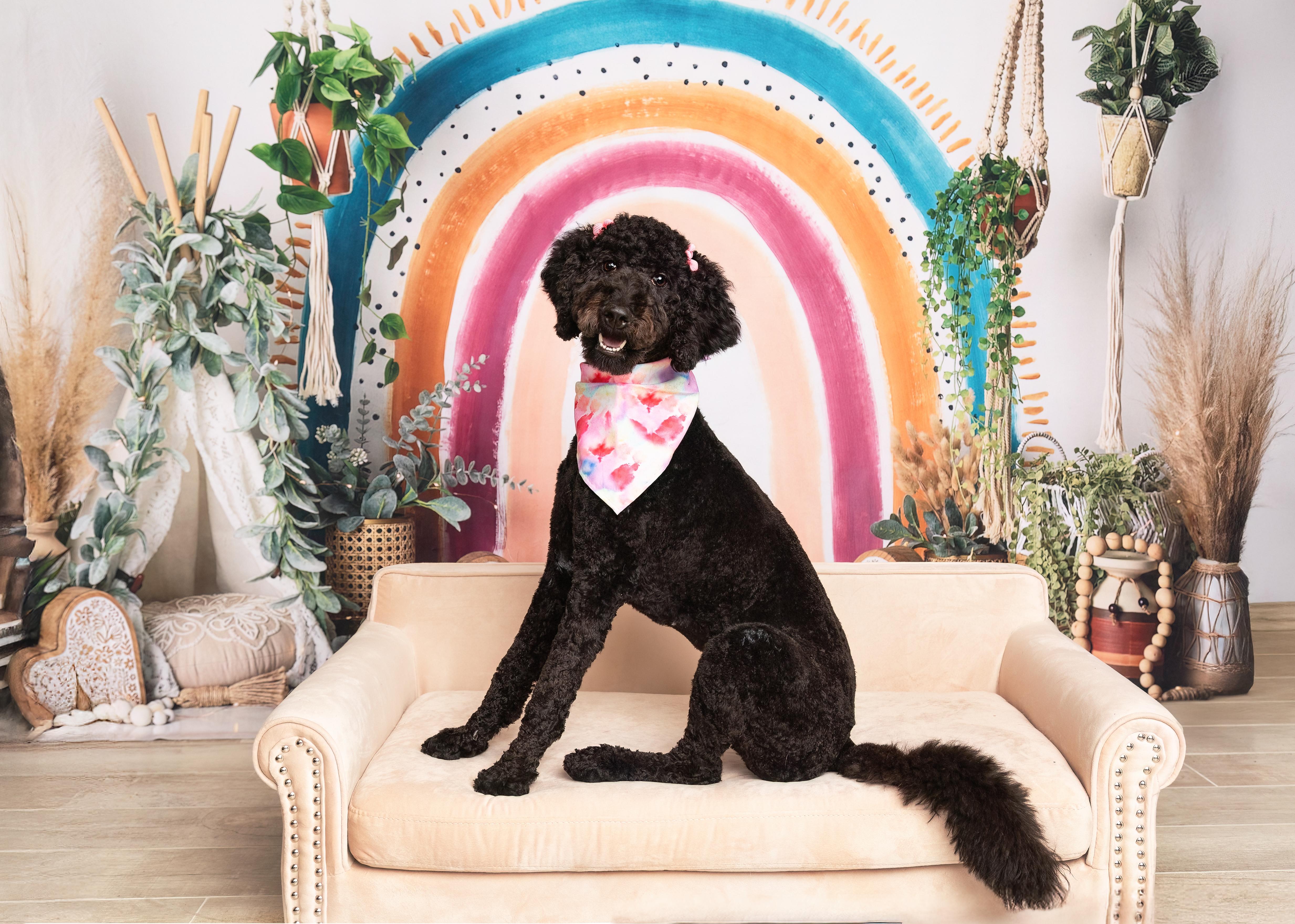 Lena, Adopted, Young Female Labradoodle.