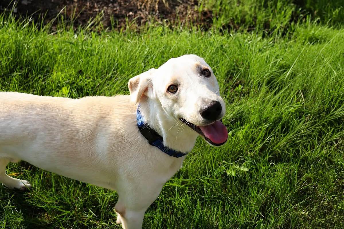 Enlarge Pistachio, a ADOPTABLE mixed breed in Wappingers Falls, NY image 3/4