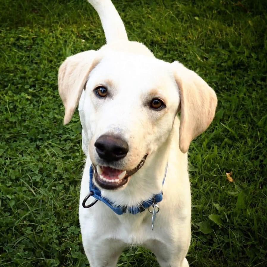 Enlarge Pistachio, a ADOPTABLE mixed breed in Wappingers Falls, NY image 1/4