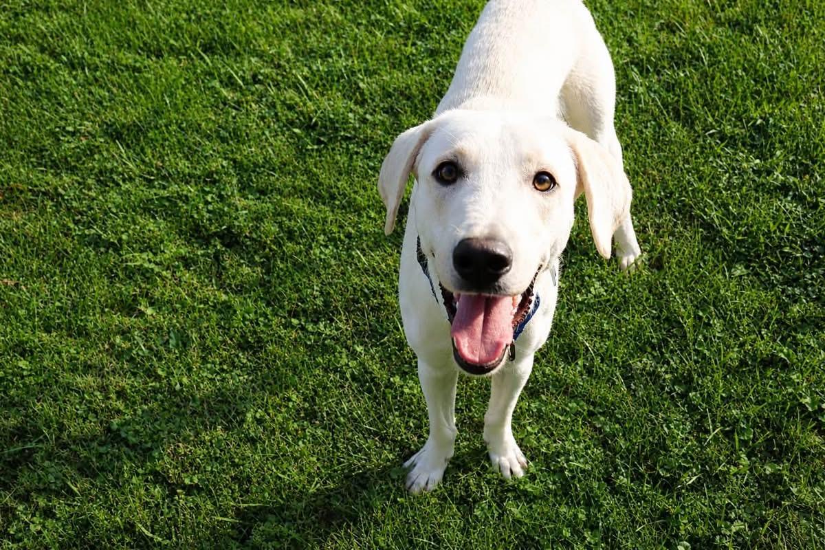 Enlarge Pistachio, a ADOPTABLE mixed breed in Wappingers Falls, NY image 2/4