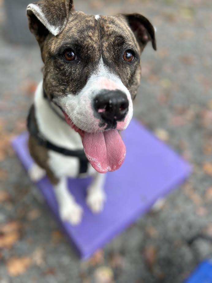 Baura, a Adoptable mixed breed in Berkeley Springs, WV image 1/3