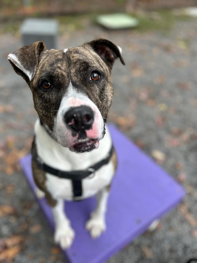 Baura, a Adoptable mixed breed in Berkeley Springs, WV image 2/3