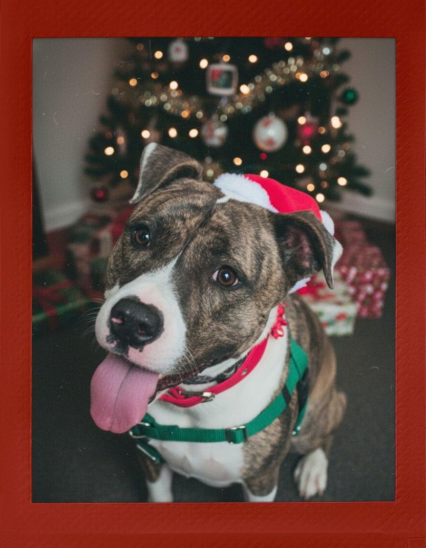 Enlarge Baura, a Adoptable mixed breed in Berkeley Springs, WV image 2/3