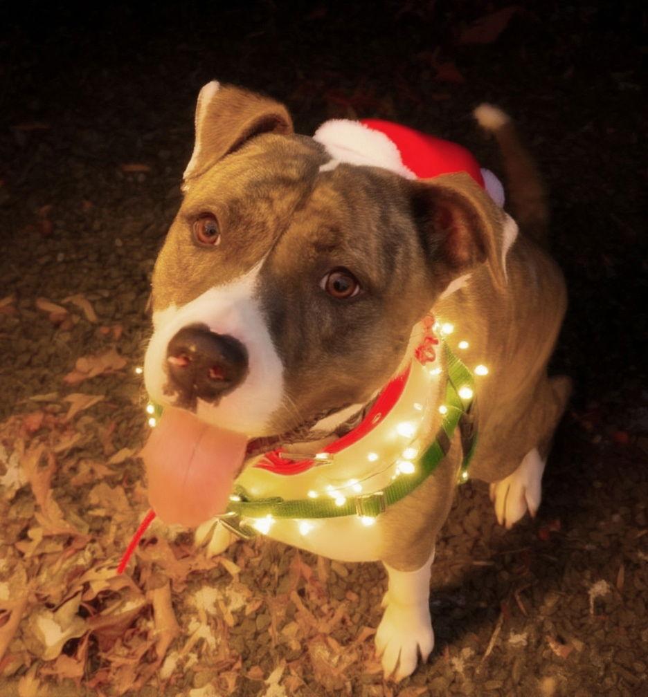 Enlarge Baura, a Adoptable mixed breed in Berkeley Springs, WV image 3/3
