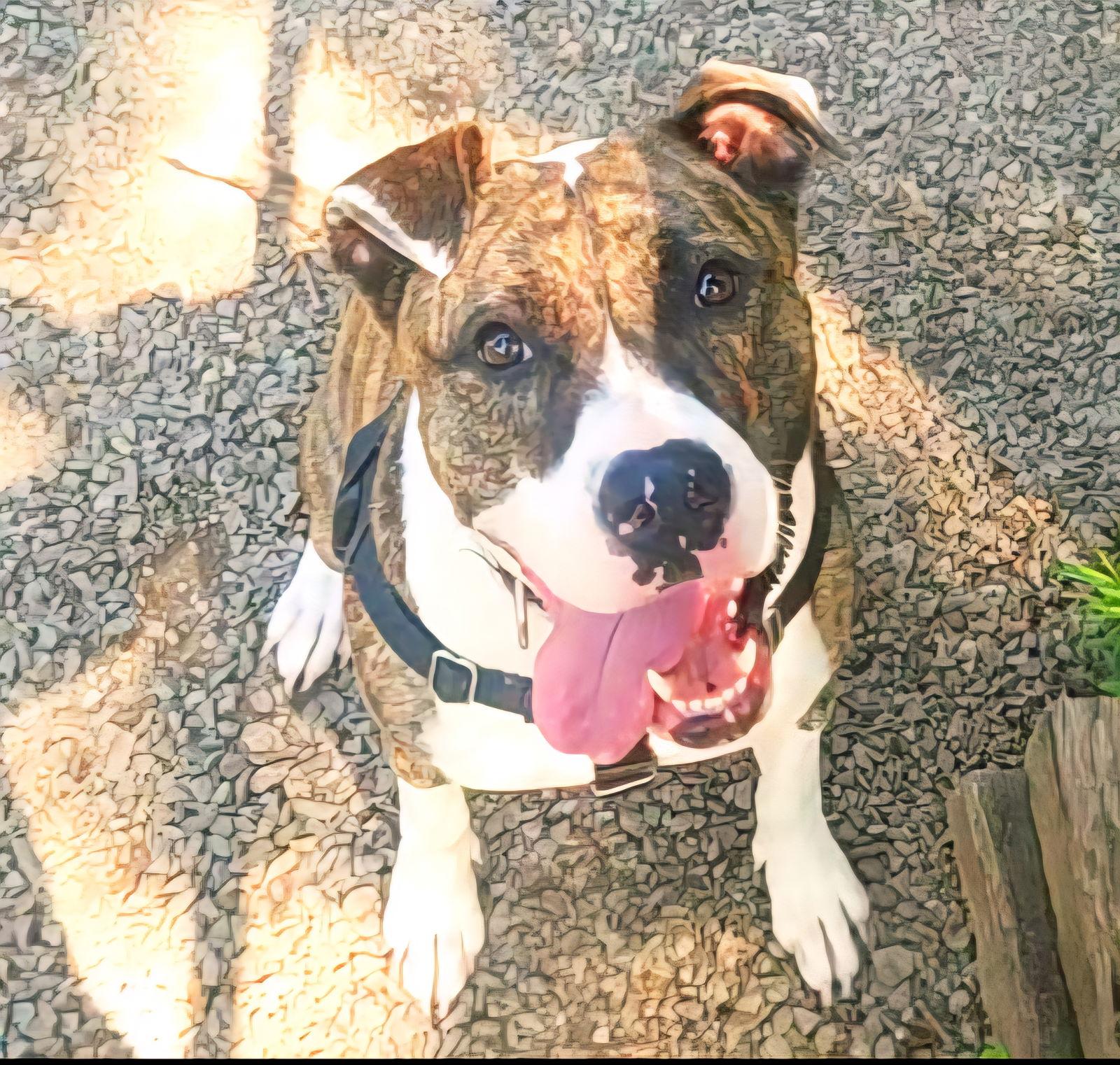 Baura, a Adoptable mixed breed in Berkeley Springs, WV image 3/3