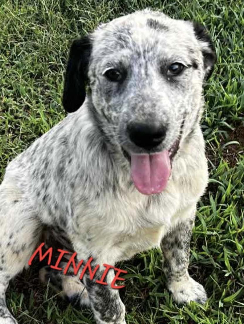 Enlarge Minnie, a Adoptable mixed breed in Woburn, MA image 2/5