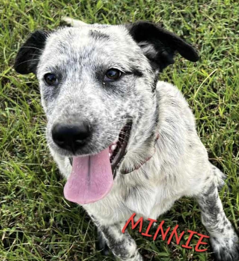 Enlarge Minnie, a Adoptable mixed breed in Woburn, MA image 3/5