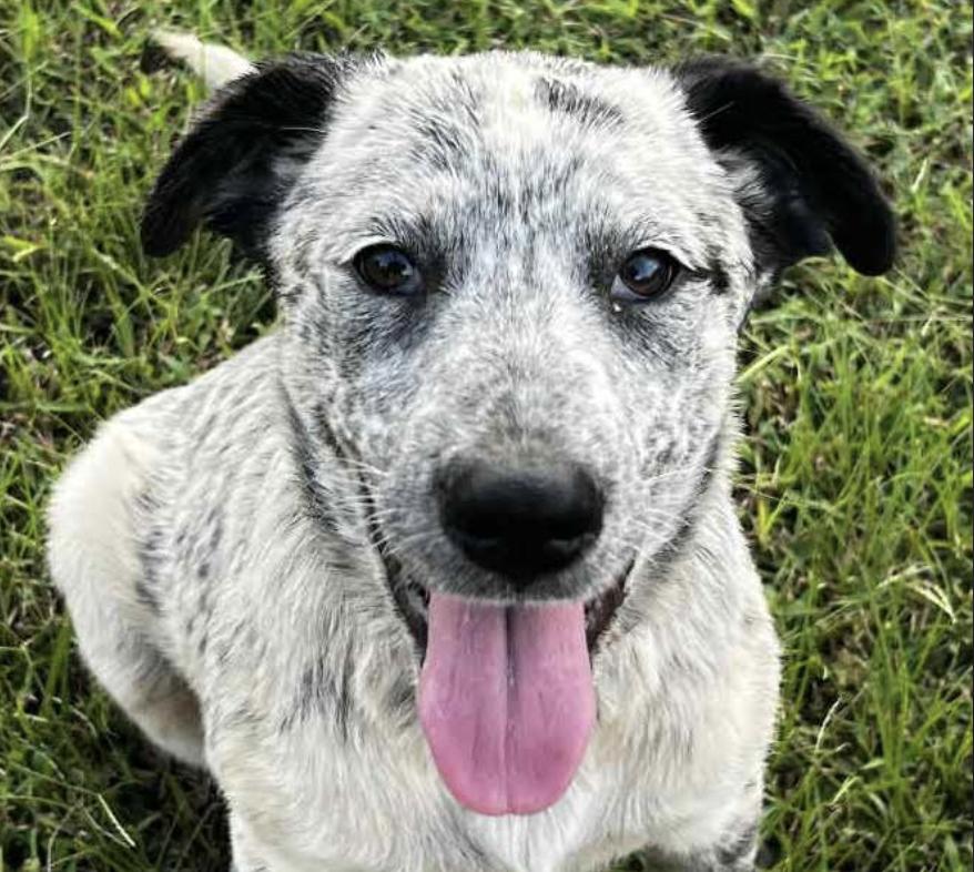 Enlarge Minnie, a Adoptable mixed breed in Woburn, MA image 1/5