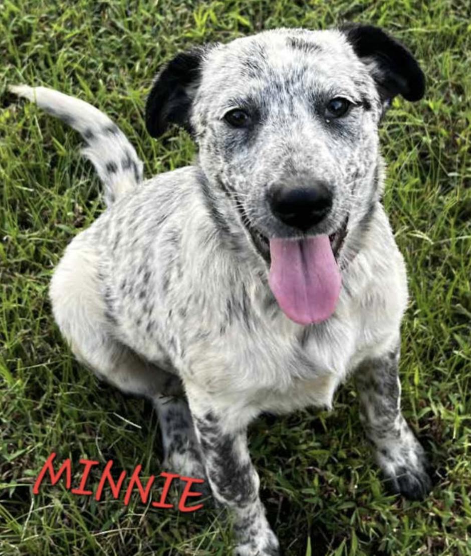 Enlarge Minnie, a Adoptable mixed breed in Woburn, MA image 5/5