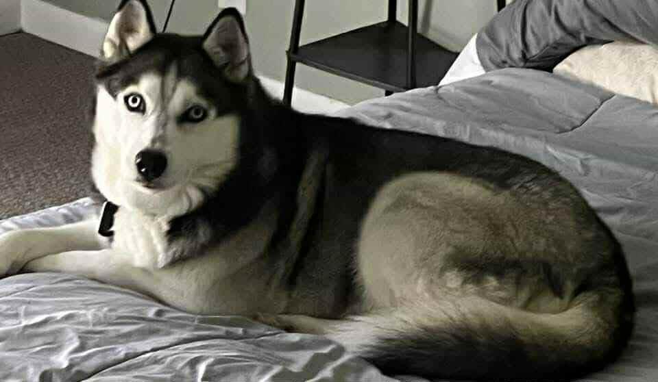 Aspen, ADOPTABLE, Adult Female Siberian Husky.