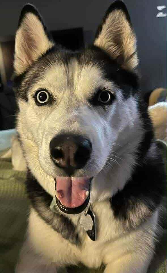 Aspen, a ADOPTABLE Siberian Husky in Unionville, CT image 2/4