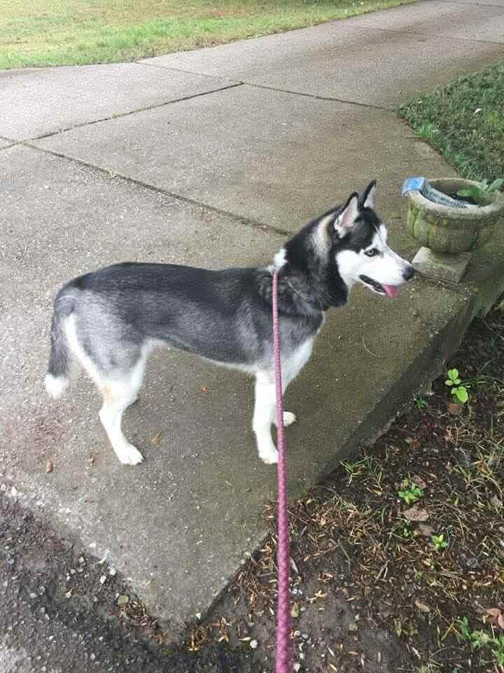 Aspen, a ADOPTABLE Siberian Husky in Unionville, CT image 3/4