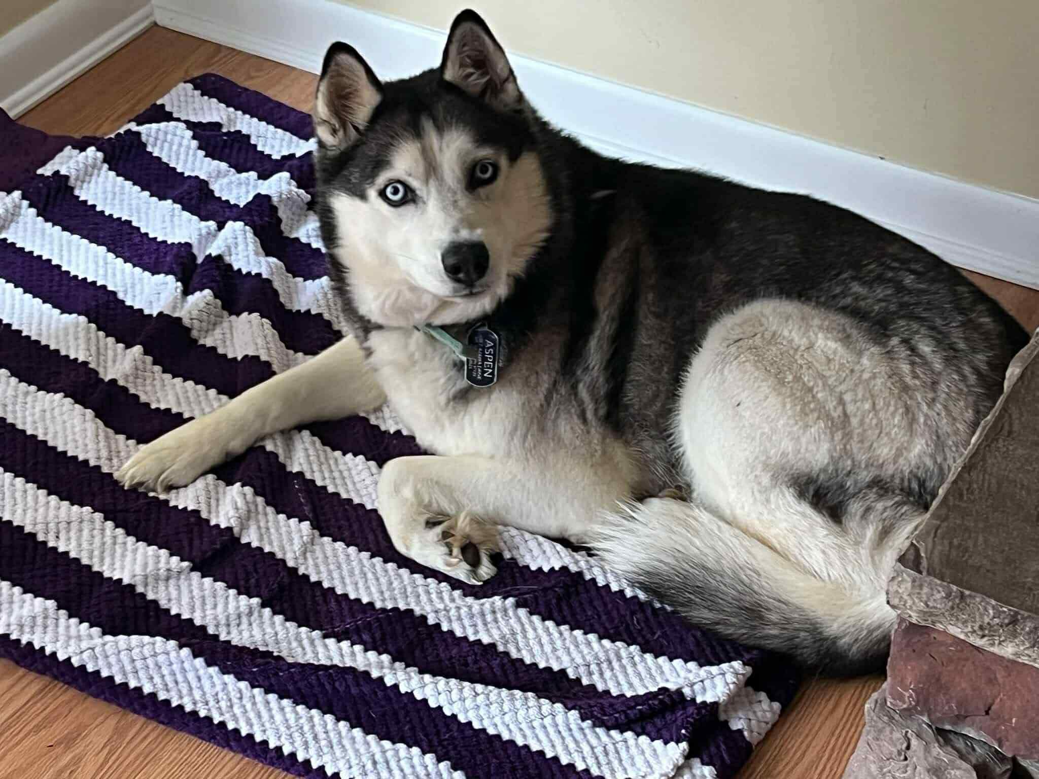 Aspen, a ADOPTABLE Siberian Husky in Unionville, CT image 4/4