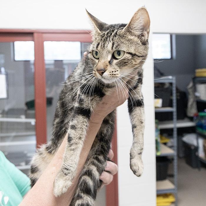 Enlarge Elvira, a Adoptable Domestic Short Hair in Slidell, LA image 2/2