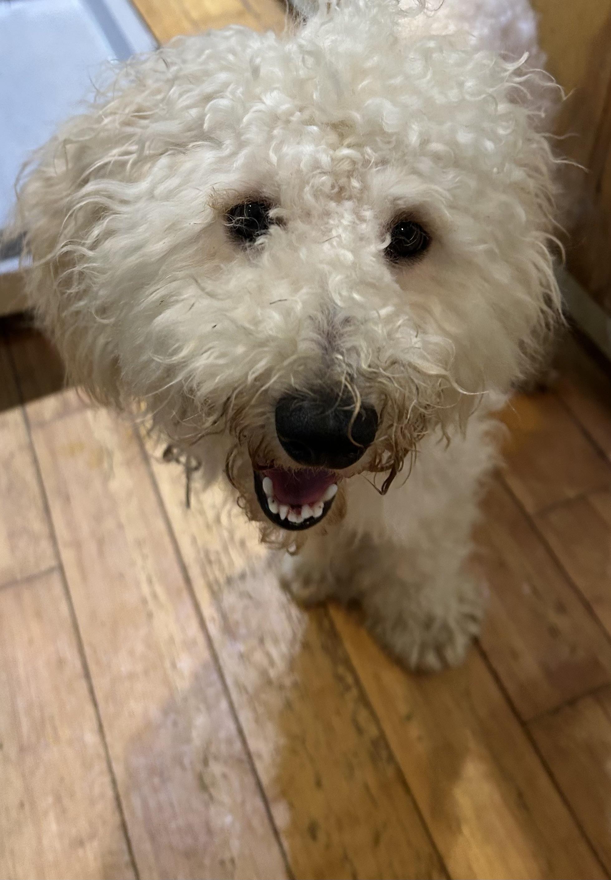 George, Adopted, Young Male Miniature Poodle.