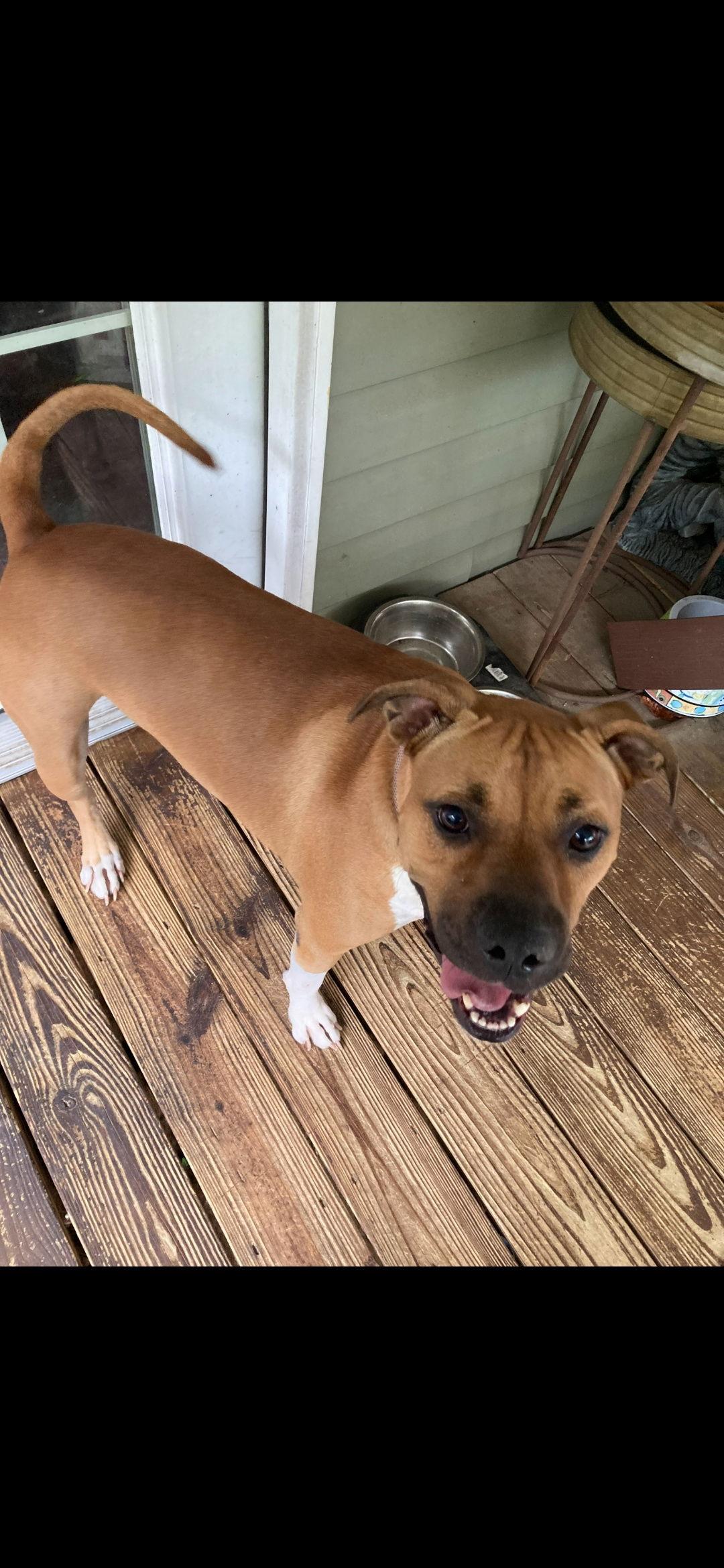 Harlee, a Adoptable mixed breed in Brooksville, FL image 1/3