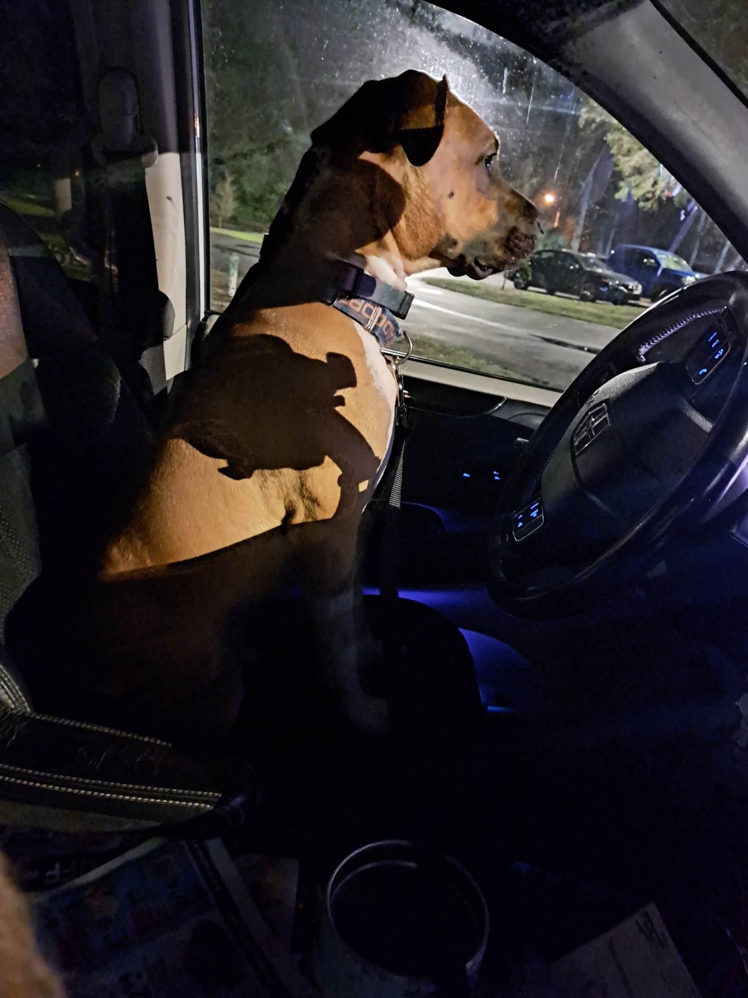 Harlee, a Adoptable mixed breed in Brooksville, FL image 3/3