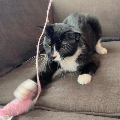 Enlarge James Dean, a ADOPTABLE Domestic Short Hair in Minneapolis, MN image 6/6