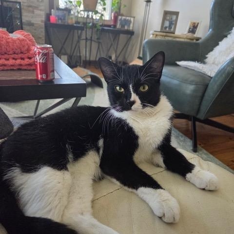 Enlarge James Dean, a ADOPTABLE Domestic Short Hair in Minneapolis, MN image 2/6