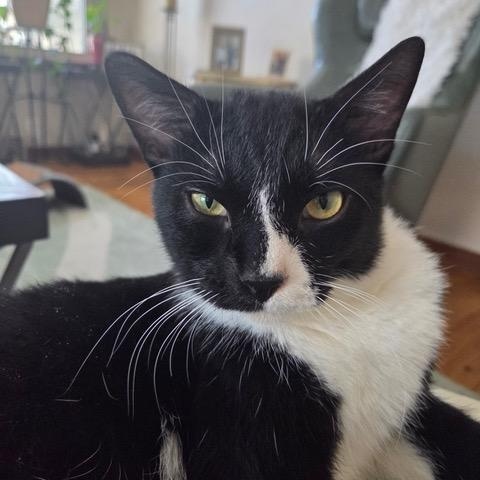 Enlarge James Dean, a ADOPTABLE Domestic Short Hair in Minneapolis, MN image 1/6