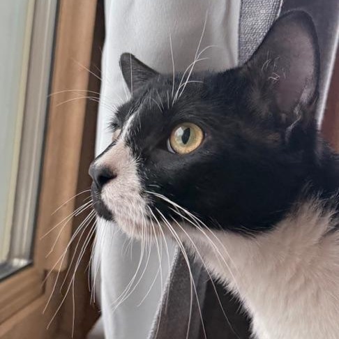 Enlarge James Dean, a ADOPTABLE Domestic Short Hair in Minneapolis, MN image 3/6