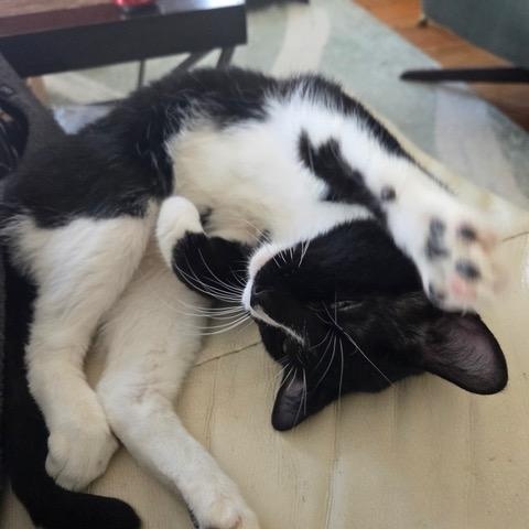 Enlarge James Dean, a ADOPTABLE Domestic Short Hair in Minneapolis, MN image 5/6