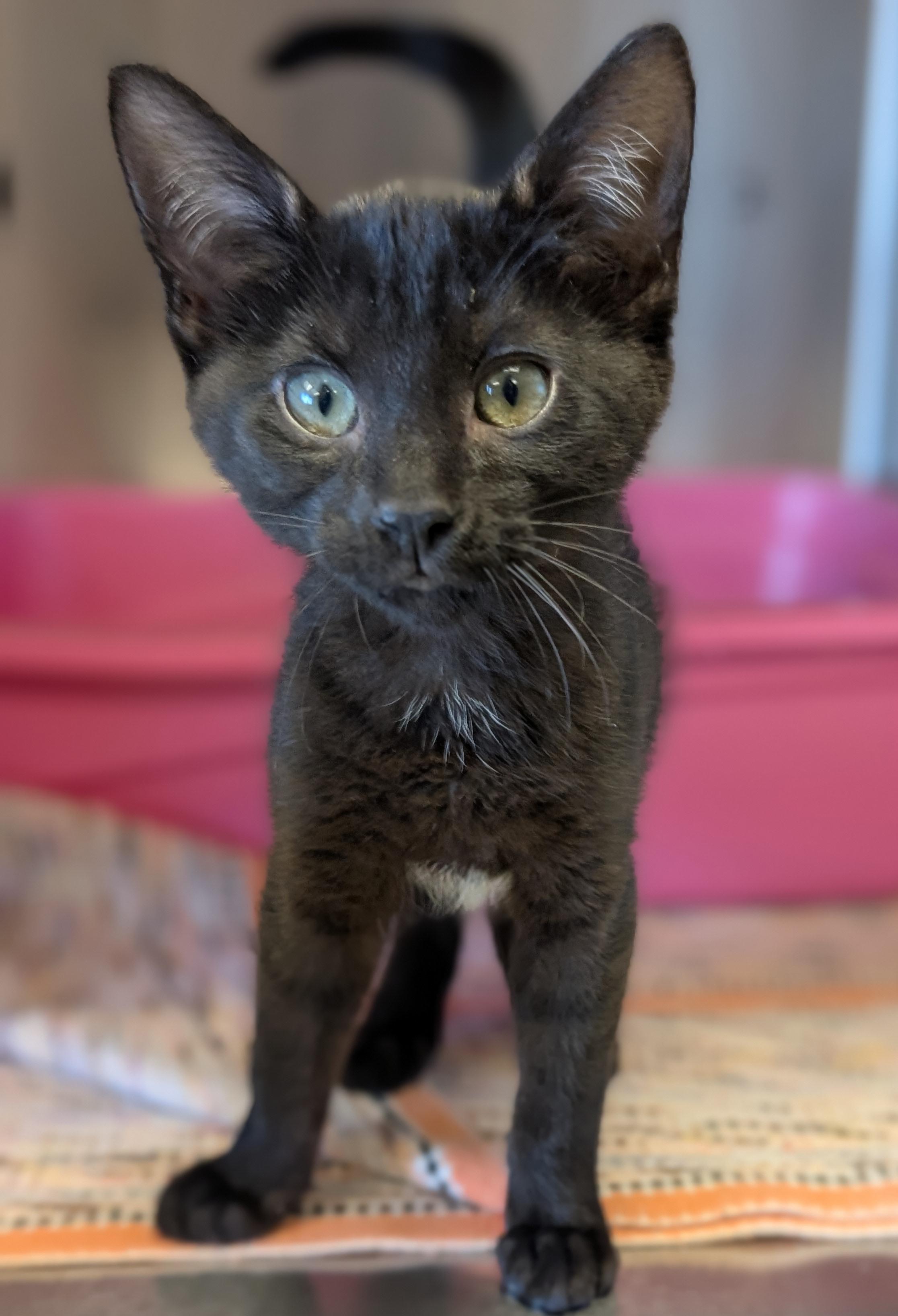 Enlarge Frida - Name Your Own Adoption Fee, a Adoptable Domestic Short Hair in Jefferson, WI image 2/2
