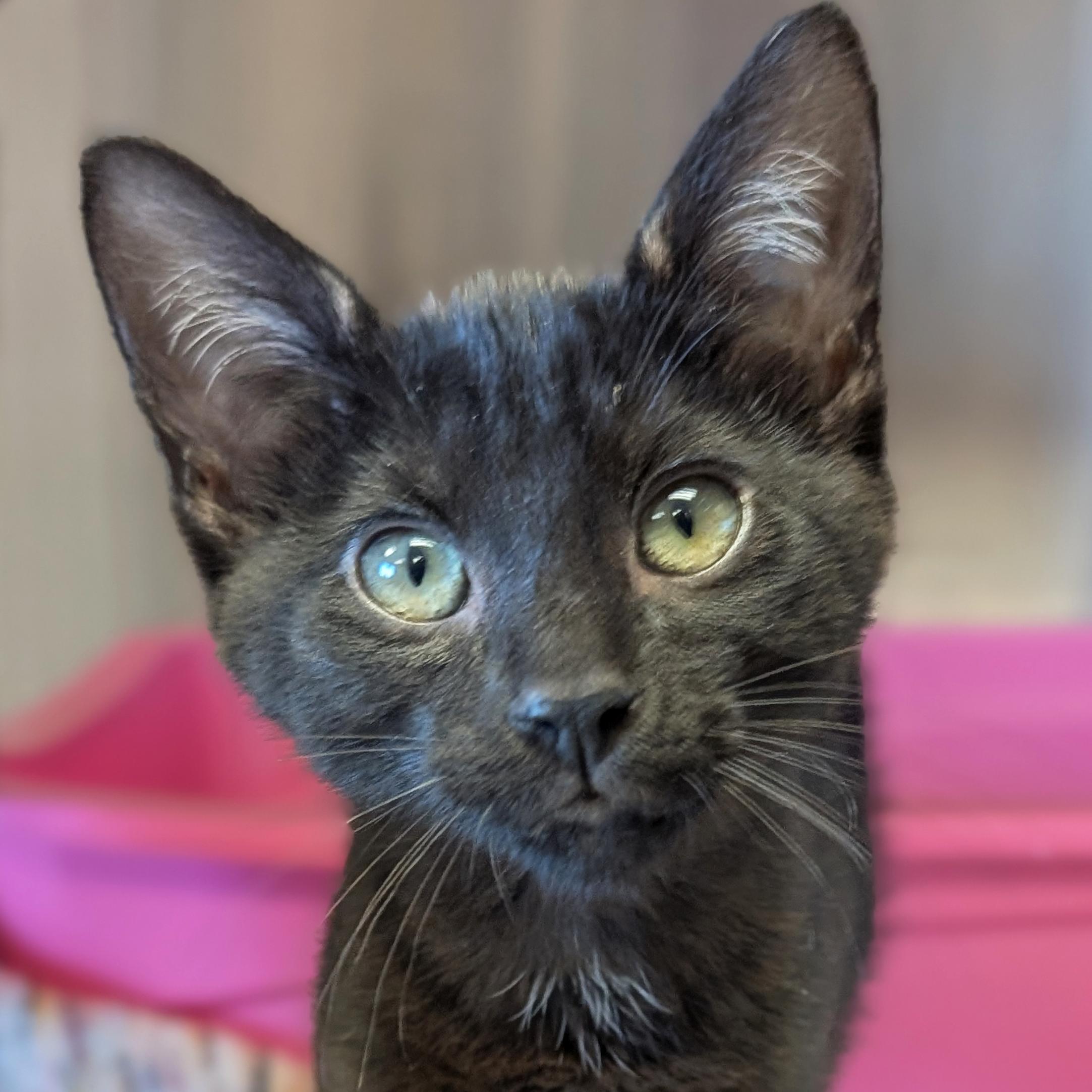 Enlarge Frida - Name Your Own Adoption Fee, a Adoptable Domestic Short Hair in Jefferson, WI image 1/2