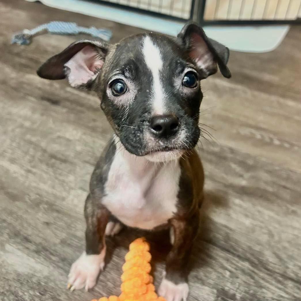 Enlarge BoPeep, a ADOPTABLE mixed breed in Grand Island, NE image 1/4
