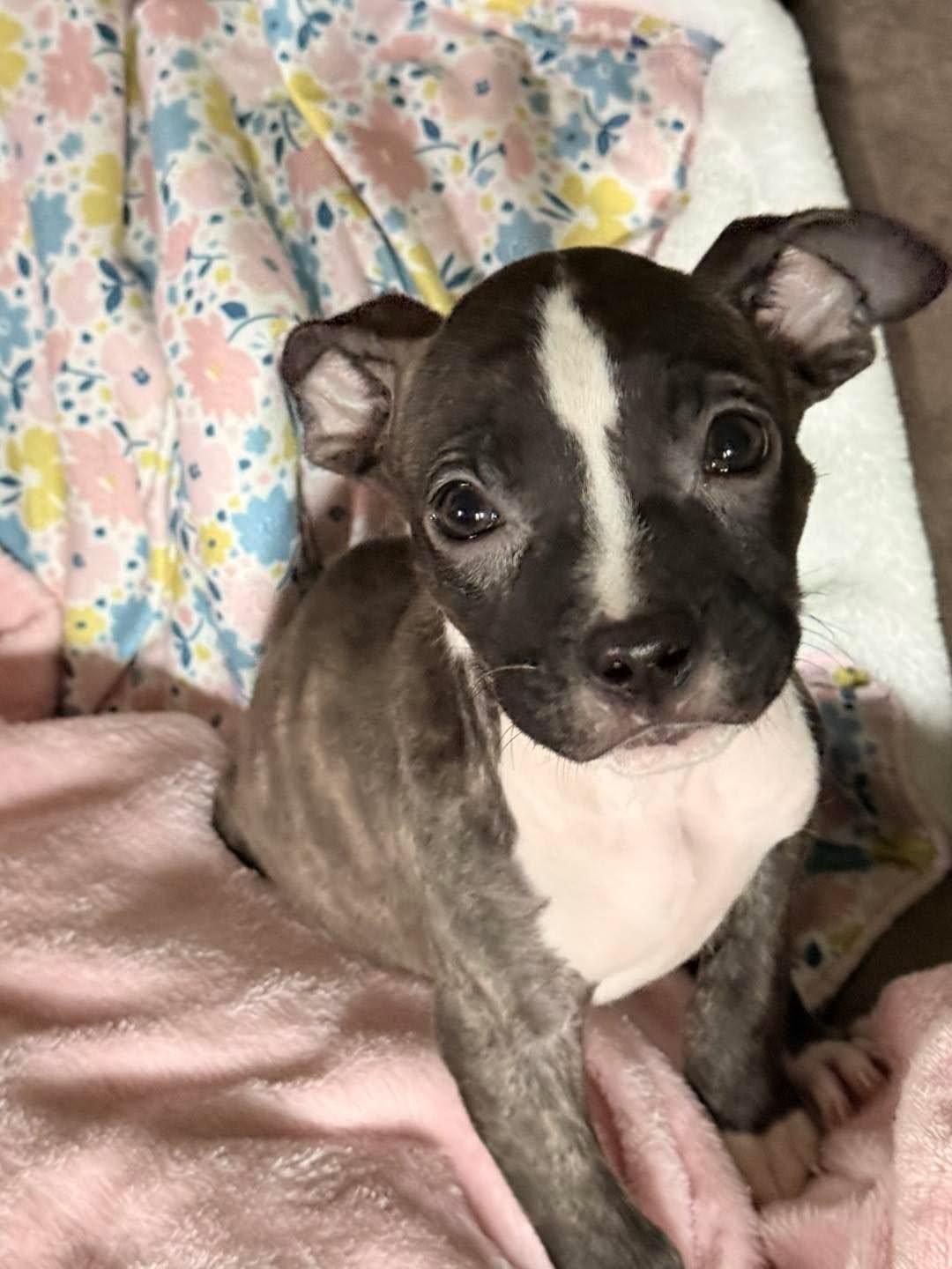 Enlarge BoPeep, a ADOPTABLE mixed breed in Grand Island, NE image 2/4