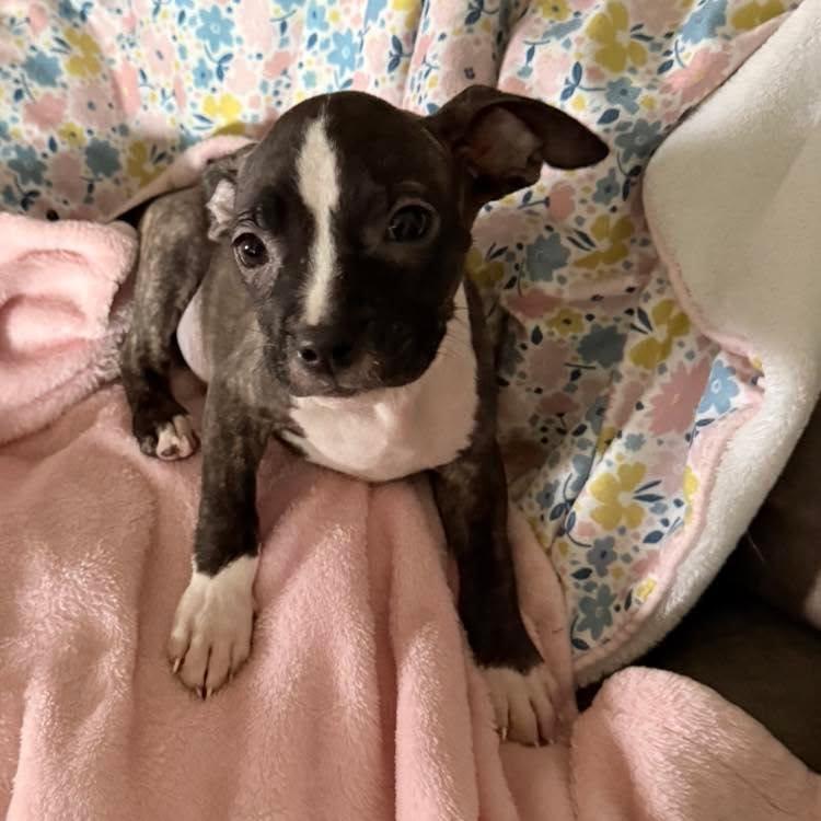 Enlarge BoPeep, a ADOPTABLE mixed breed in Grand Island, NE image 3/4