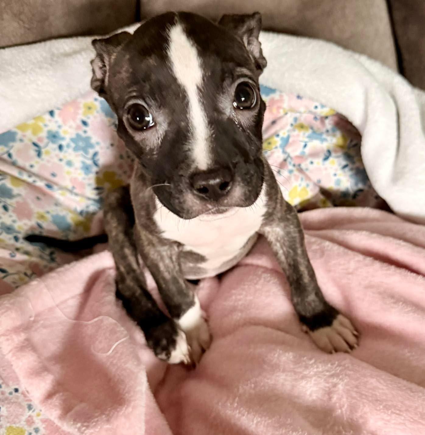 Enlarge BoPeep, a ADOPTABLE mixed breed in Grand Island, NE image 4/4