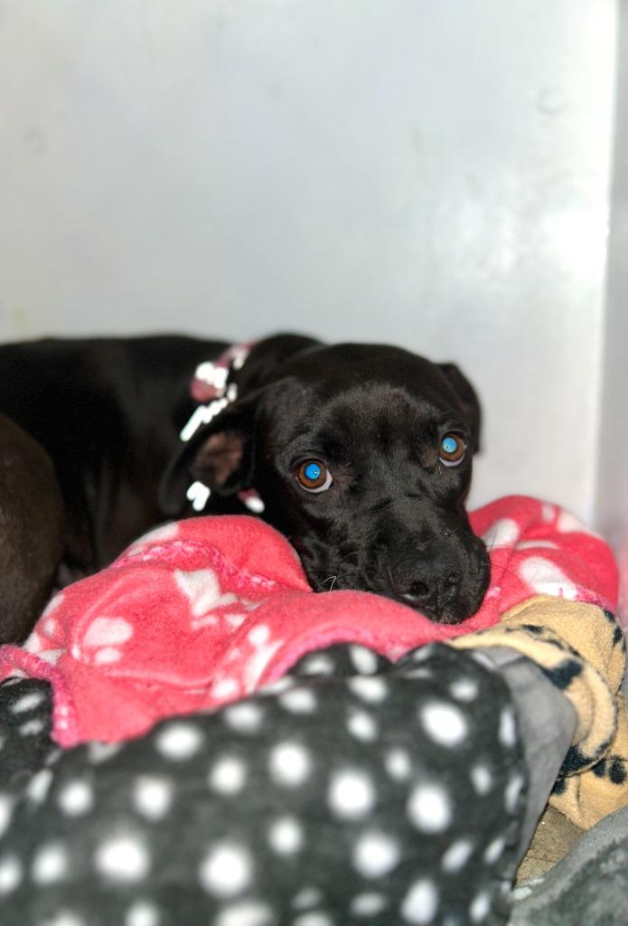 Enlarge Mallory, a Adoptable mixed breed in Hudson, NY image 1/6