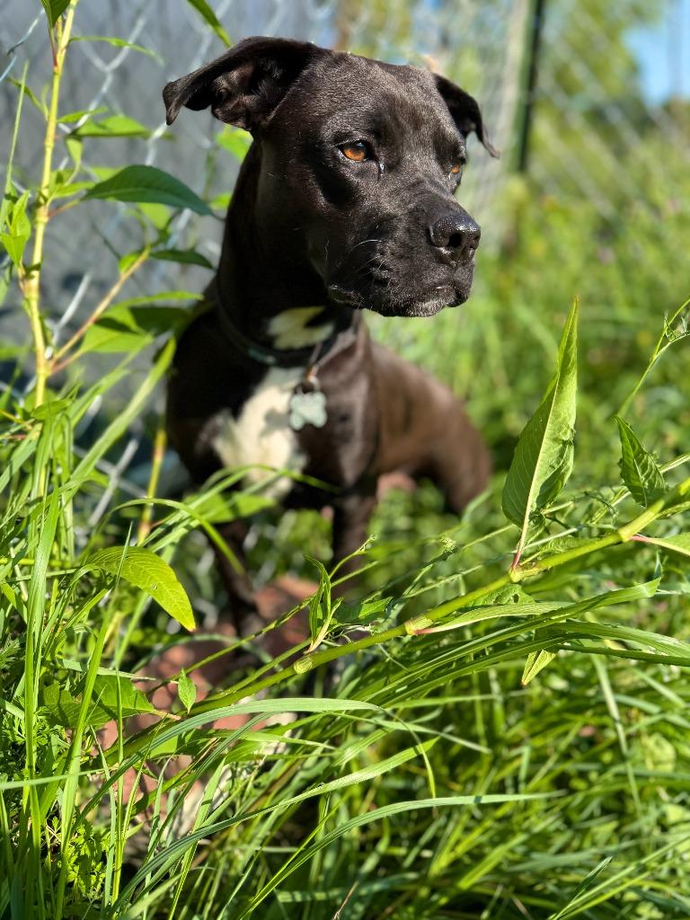 Enlarge Mallory, a Adoptable mixed breed in Hudson, NY image 2/6