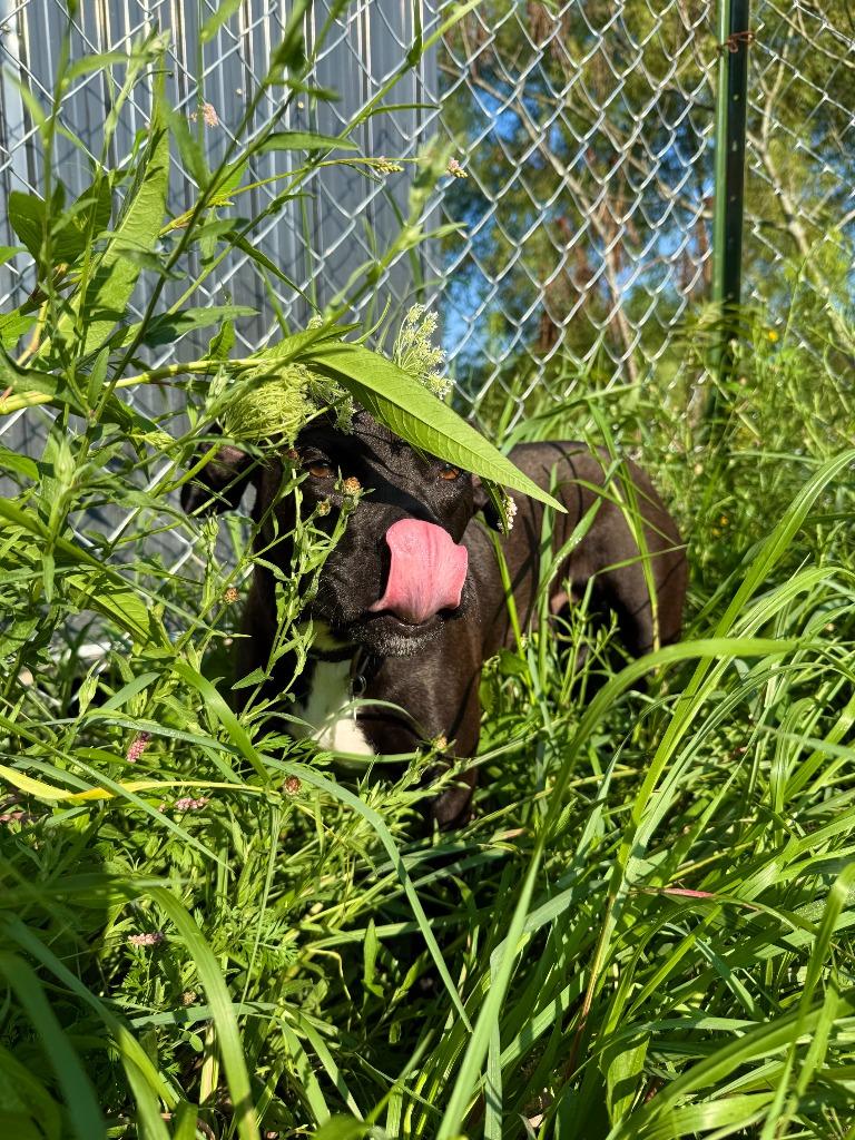 Enlarge Mallory, a Adoptable mixed breed in Hudson, NY image 4/6